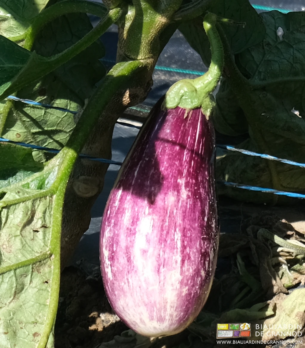Photo d’aubergine panachée violet et blanc