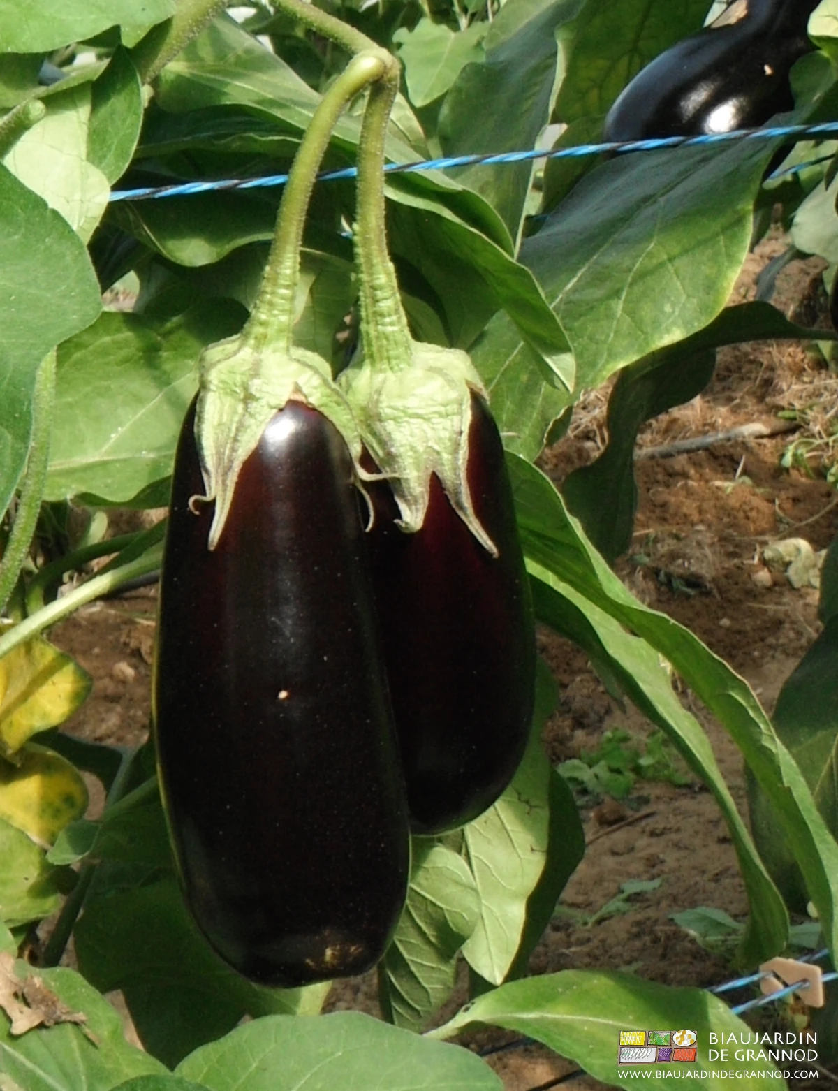 Photo d’aubergine violette ovoïde