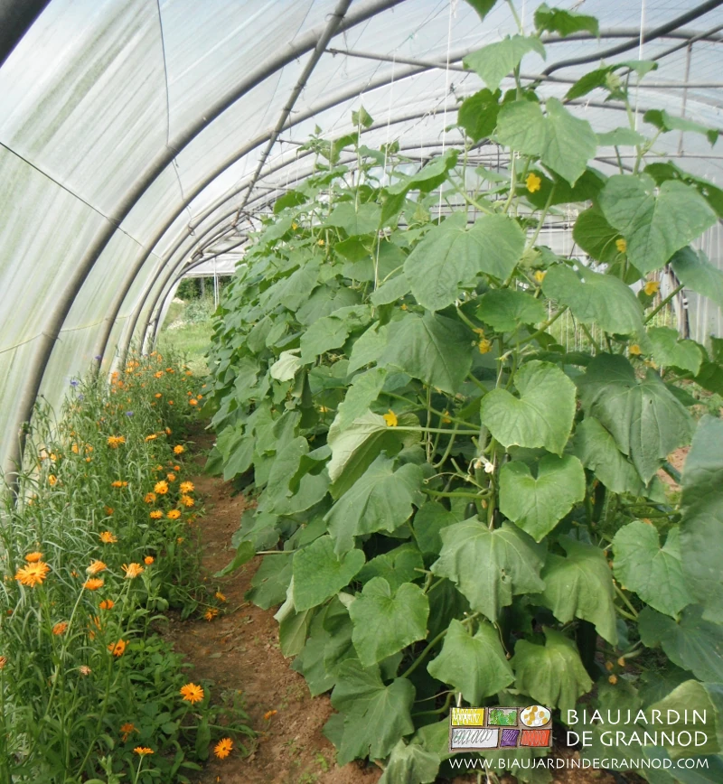 Photo sous tunnel de bande fleurie avec de nombreux Calendula hébergeant l’auxiliaire Macrolophus