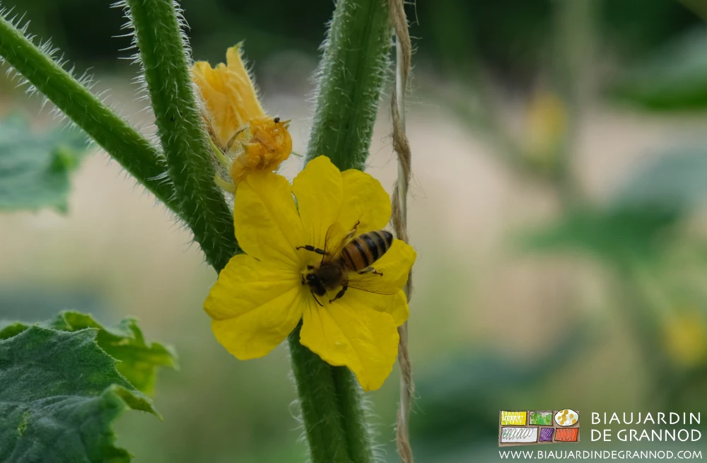 Photo de fleur de concombre visitée par un insecte pollinisateur
