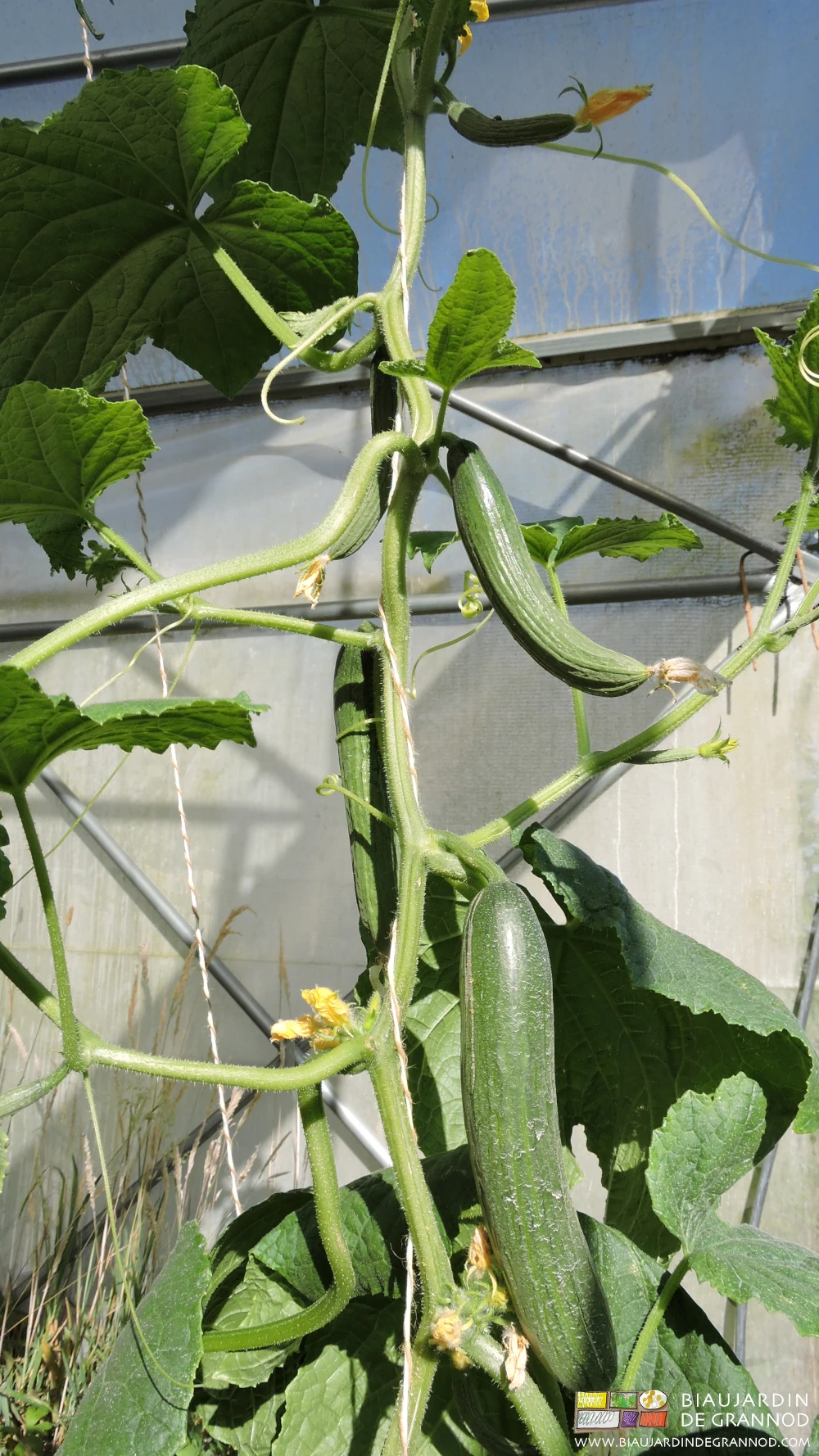 Photo de concombre ramé, ses fruits à différents stades