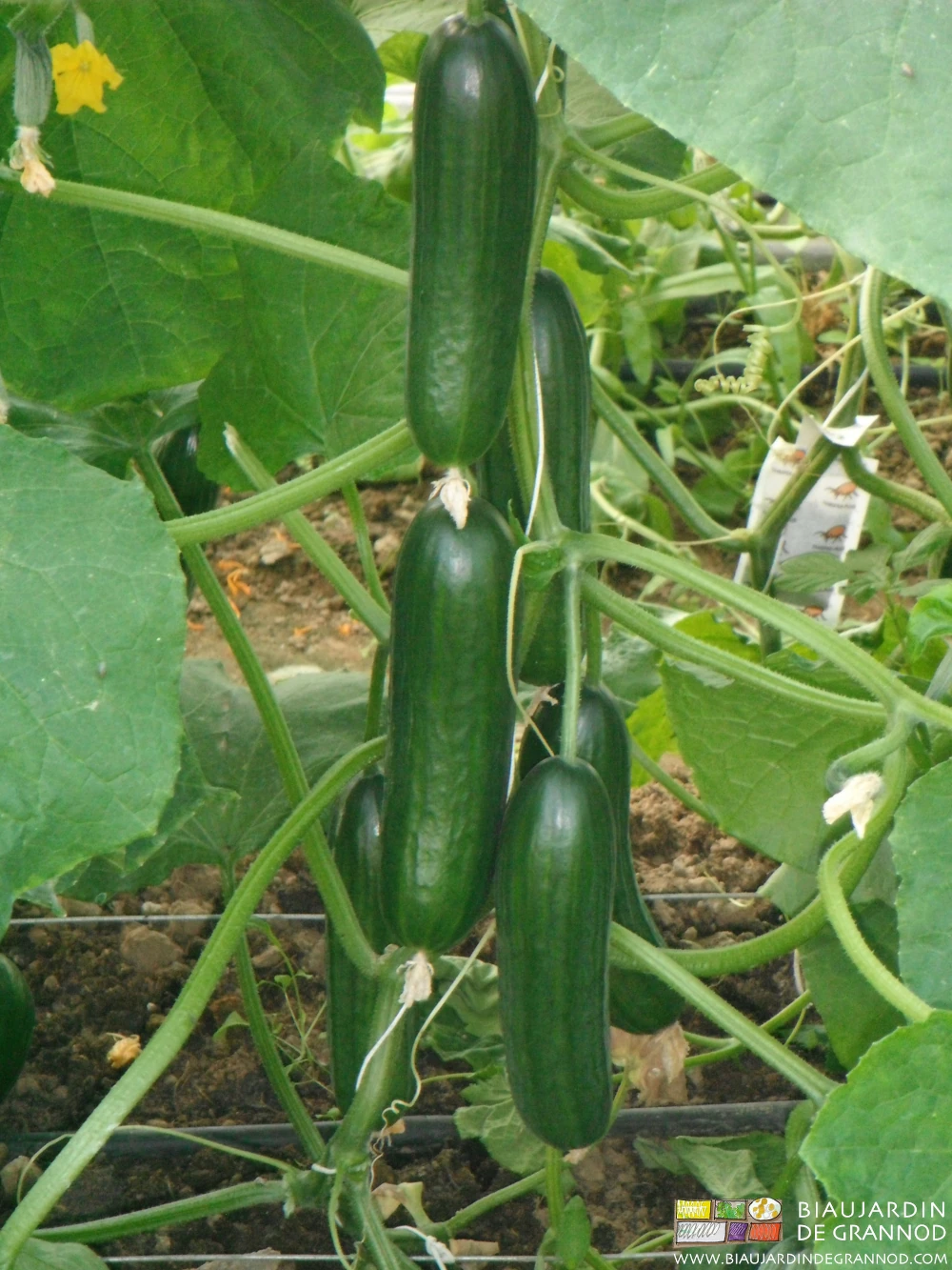 photo de groupe de concombres sur pied en culture ramée