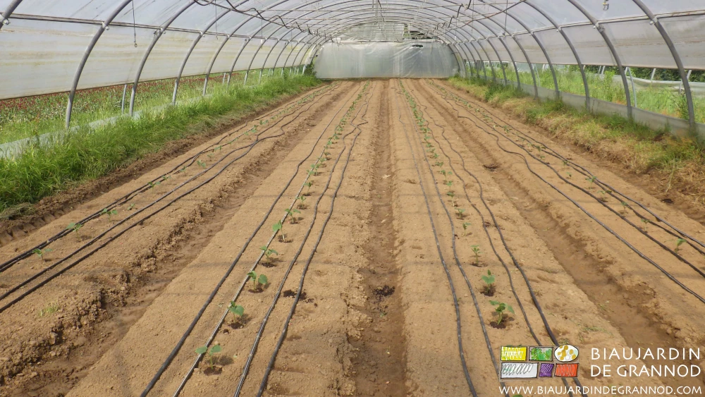 Photo du tunnel de concombre avec goutte à goutte sur planches permanentes binées manuellement