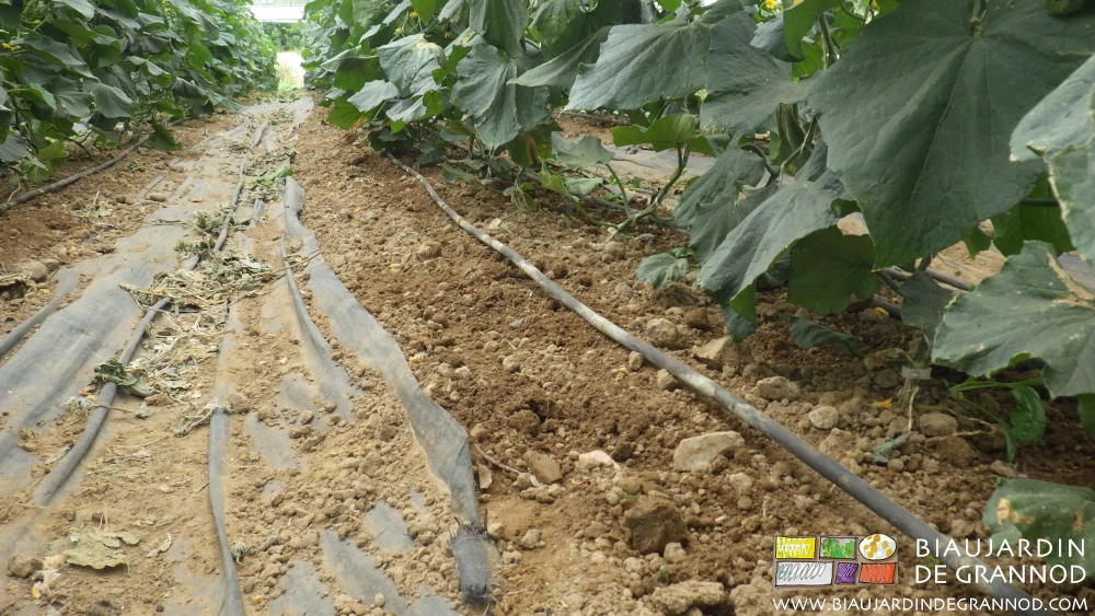 Photo proche de la planche permanente binée quand l’allée seule est couverte de toile noire