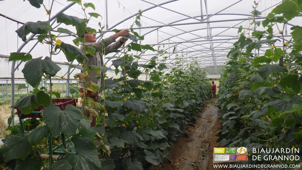 Photo de Biau Jardinière entretenant les concombre en hauteur avec brouette escabeau