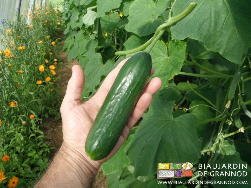 Photo d’une délicieuse variété de concombre pas plus long que la main, longé de calendula