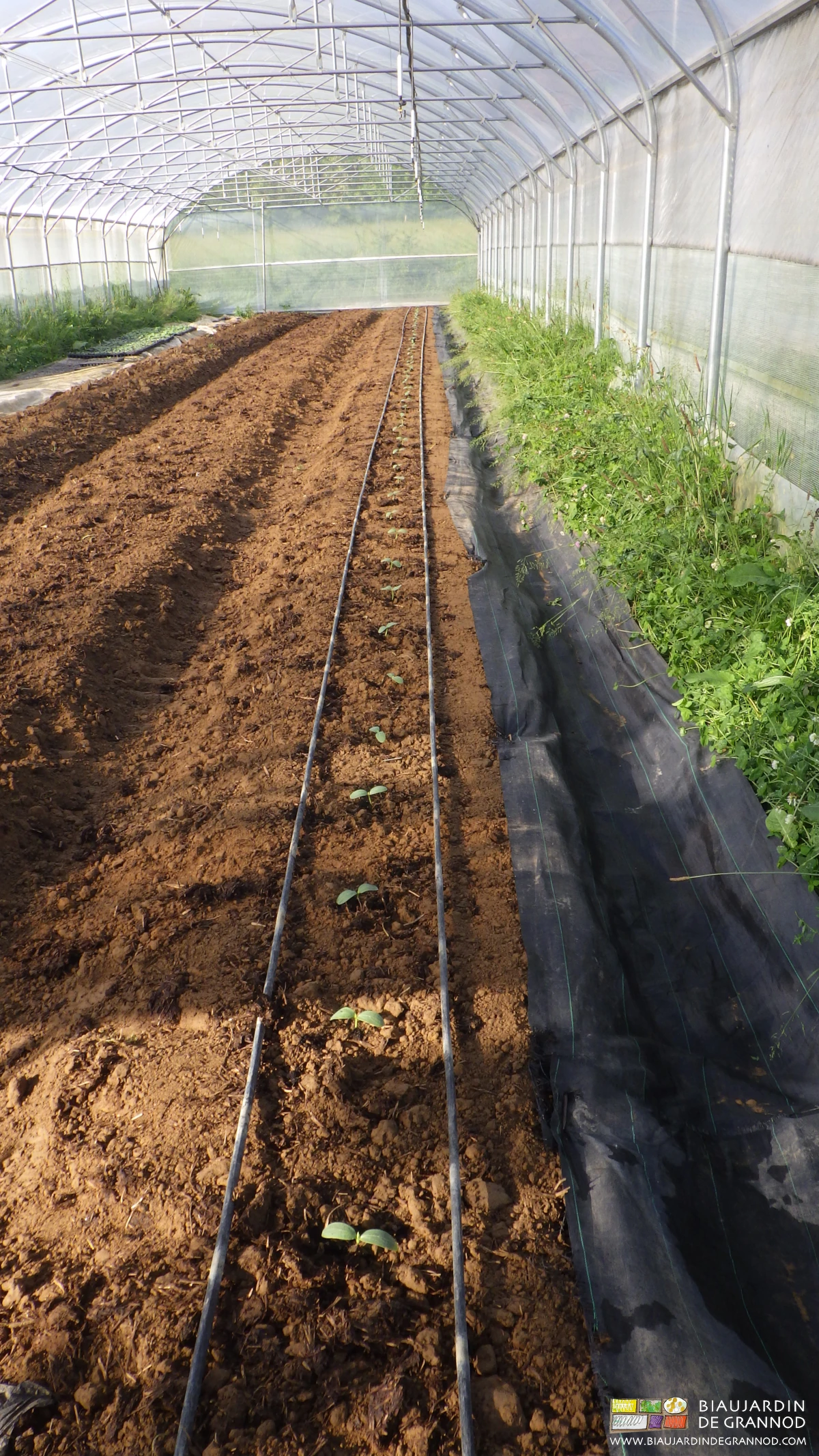 photo de concombre planté sur sol nu sous tunnel bordé d'une bande fleurie