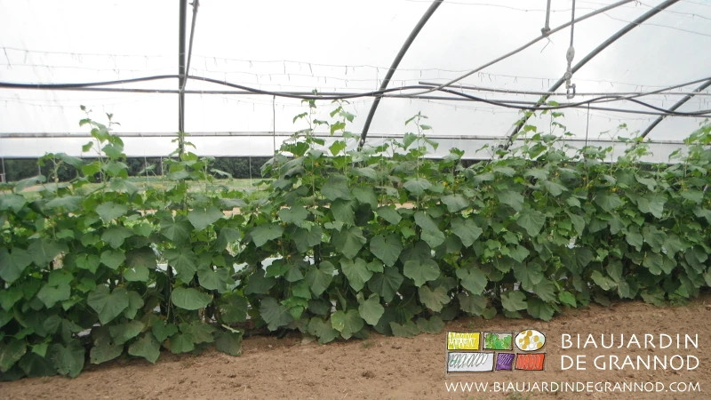 Photo sous tunnel d’un rang de concombre tuteuré