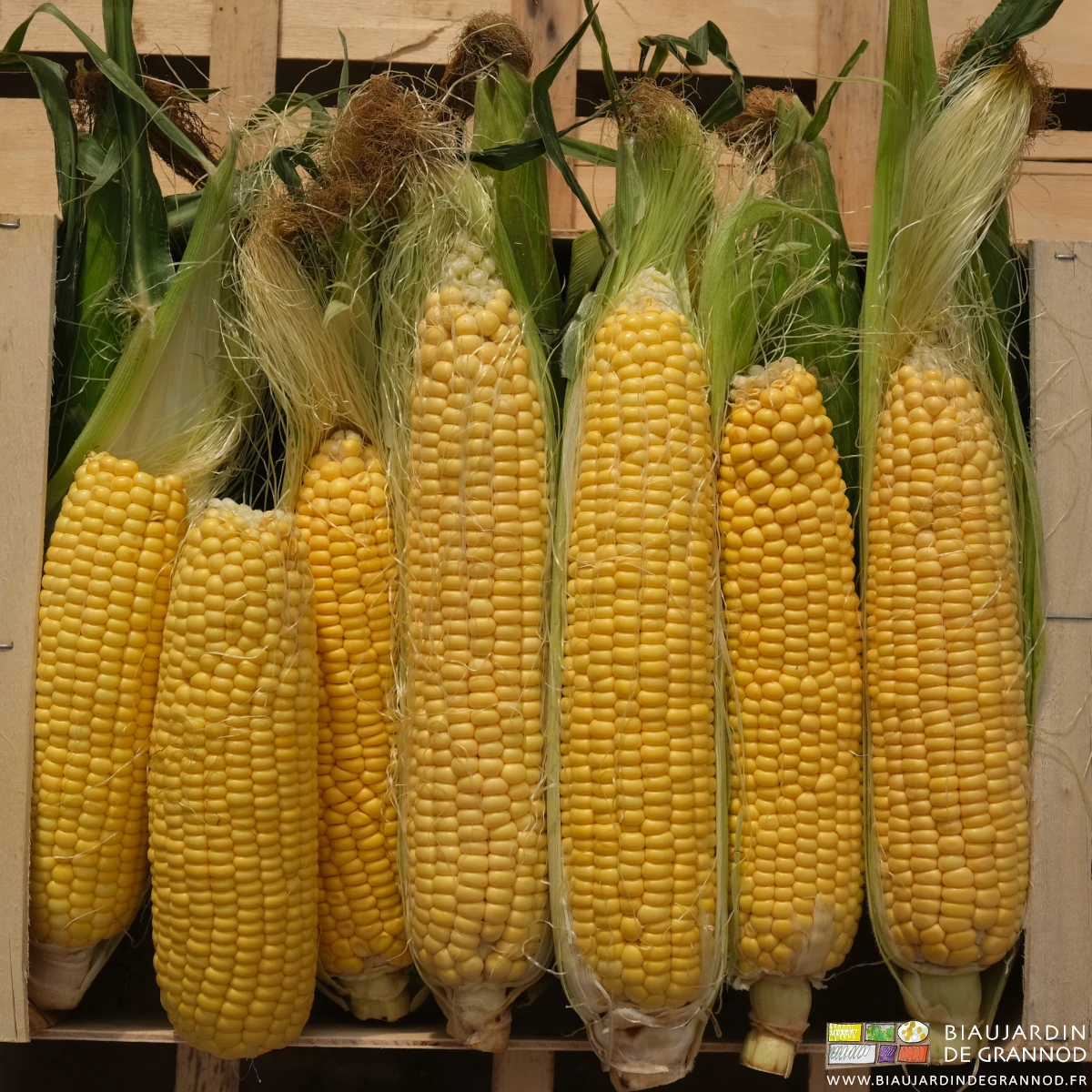 photo de maïs doux épluché en cagette bois