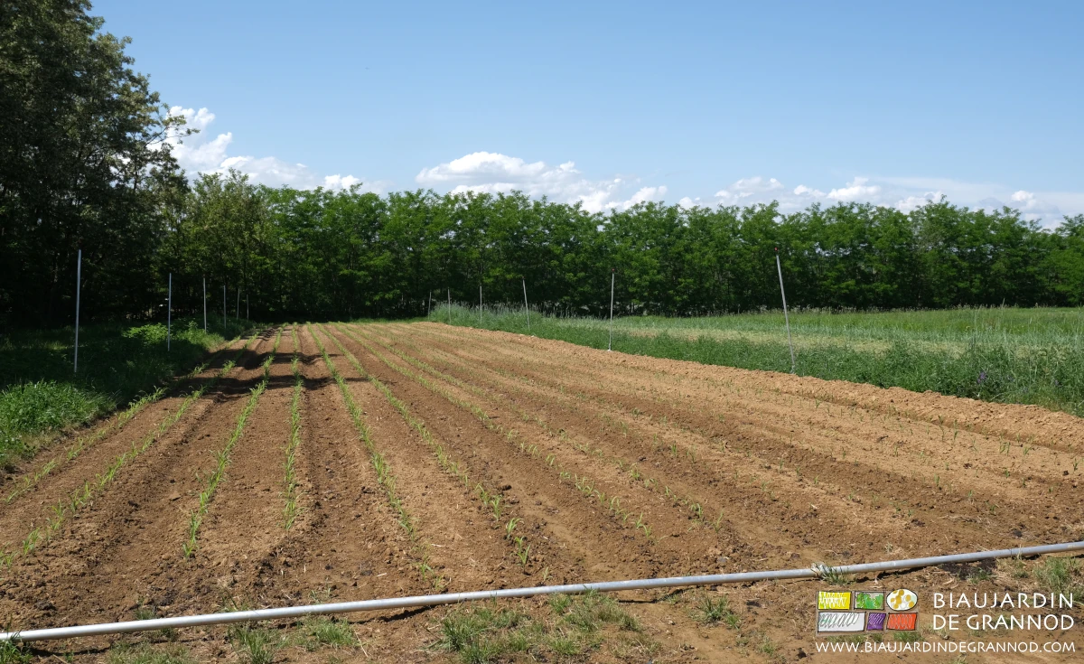 photo des premières plantations dans le carré de maïs