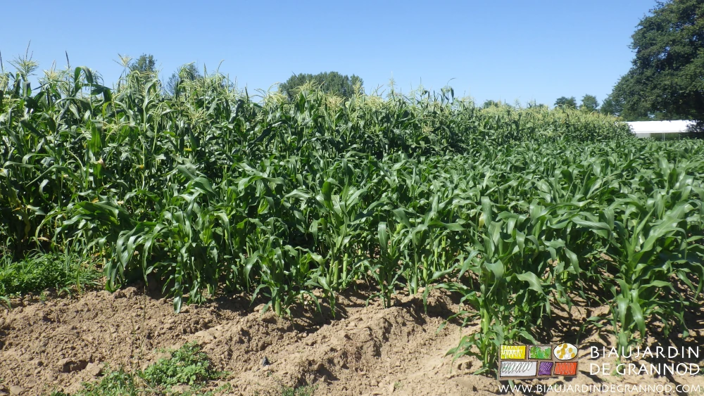 photo de maïs sans trop de concurrence des herbes adventices