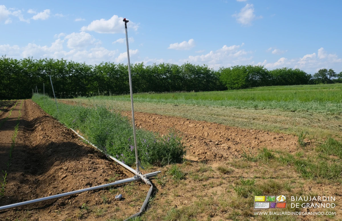photo de la bande fleurie et de planches préparées