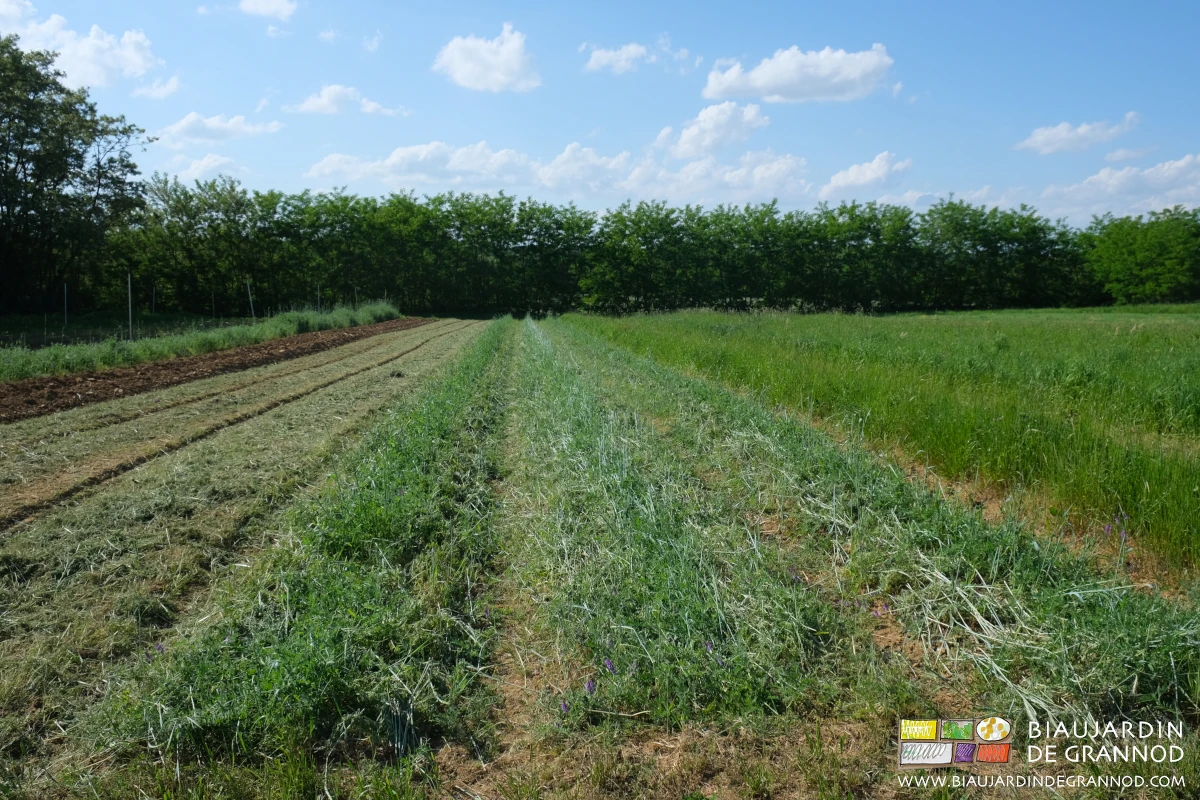 photo de planches en engrais vert, certaines broyées d'autres simplement roulées 