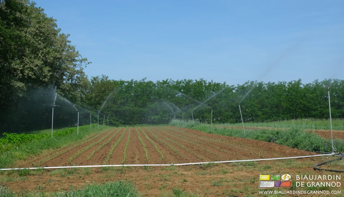 photo de l'arrosage du carré de maïs aussitôt après plantation