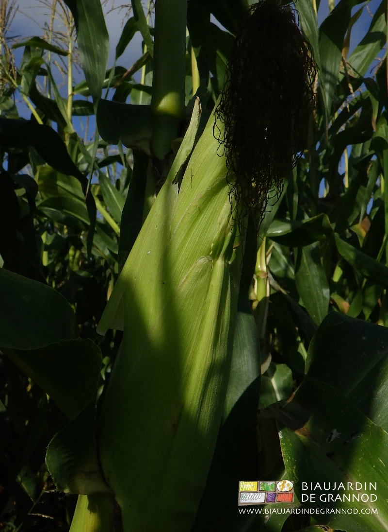 photo d'une panouille de maïs doux proche du stade récolte