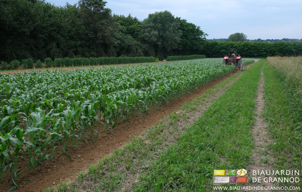 photo des longs rangs de maïs en auto-binage