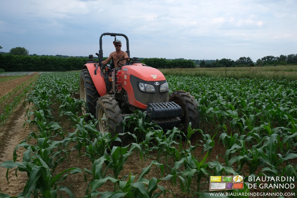 photo de Matthieu au binage tracteur dans le carré de maïs déjà bien développé
