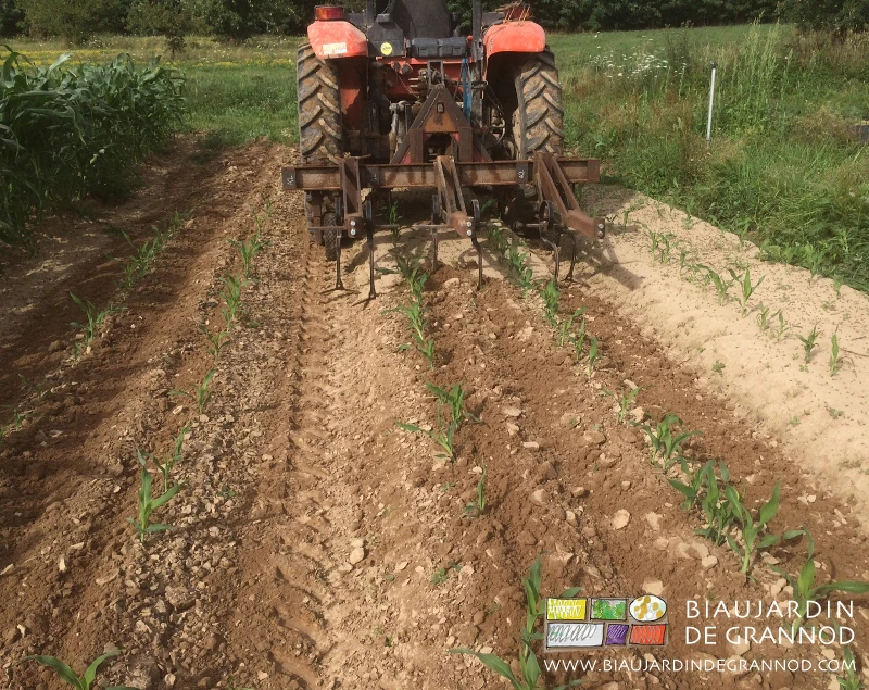 photo de la barre porte outil et ses dents vibrantes de binage