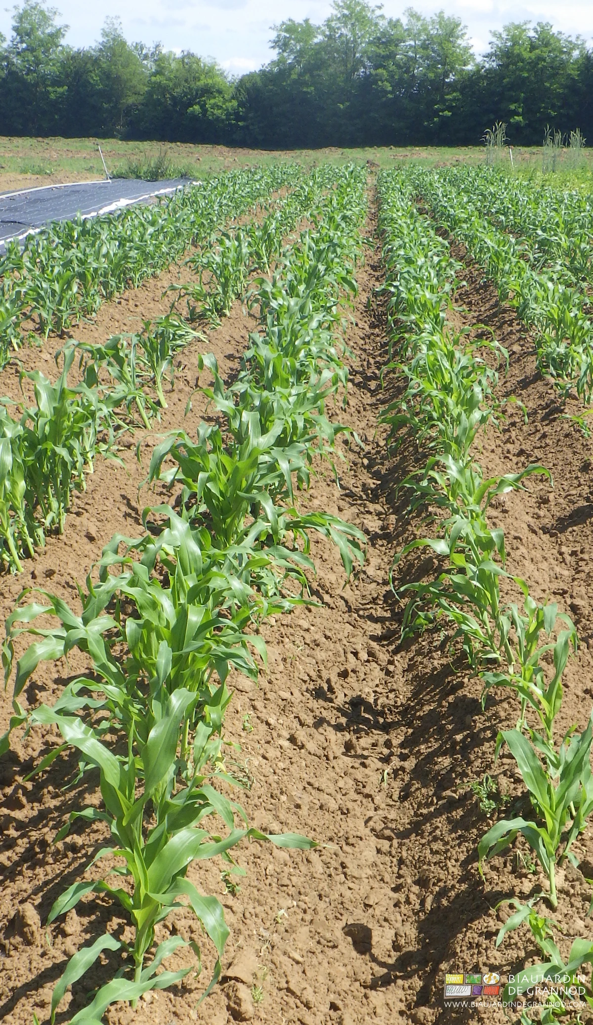 photo du maïs bien biné entre rangs et légèrement butté sur le rang