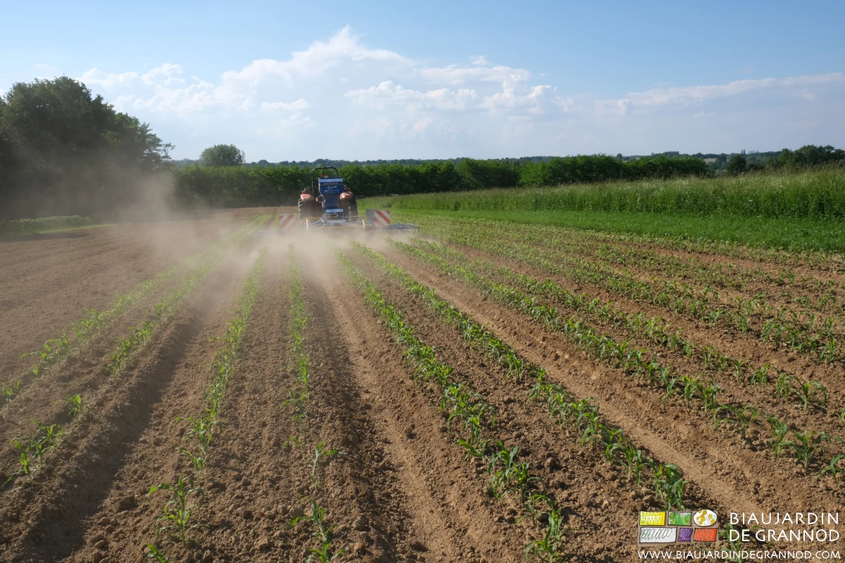 photo de l'étrille large au travail en condition sèche
