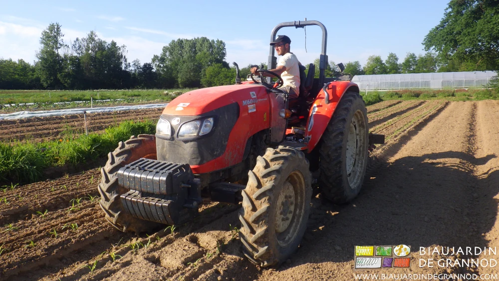 photo du premier binage en plein avec la herse étrille combinée sur la barre porte-outil auto-construite