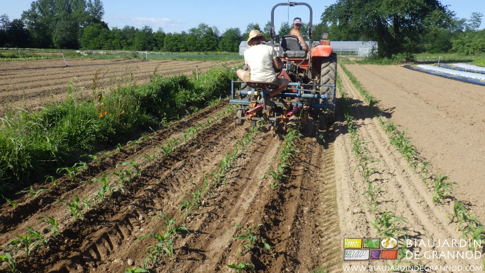 photo de binage de maïs avec une personne sur la bineuse guidée et une sur le tracteur