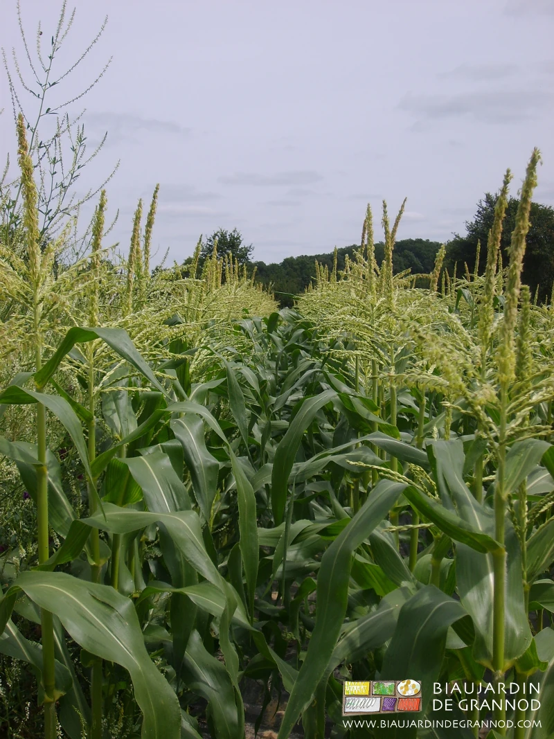 photo de la fleur mâle du maïs, en haut de la plante