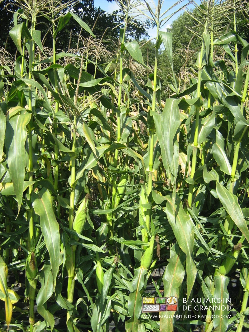 photo de pîeds de maïs en cours de végétation, panouille au stade début formation