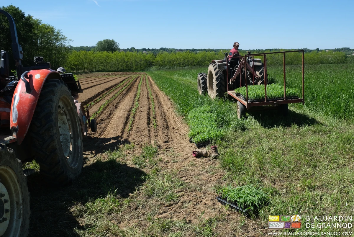 photo des plaques de mottes amenées en remorque à la parcelle.pour plantation