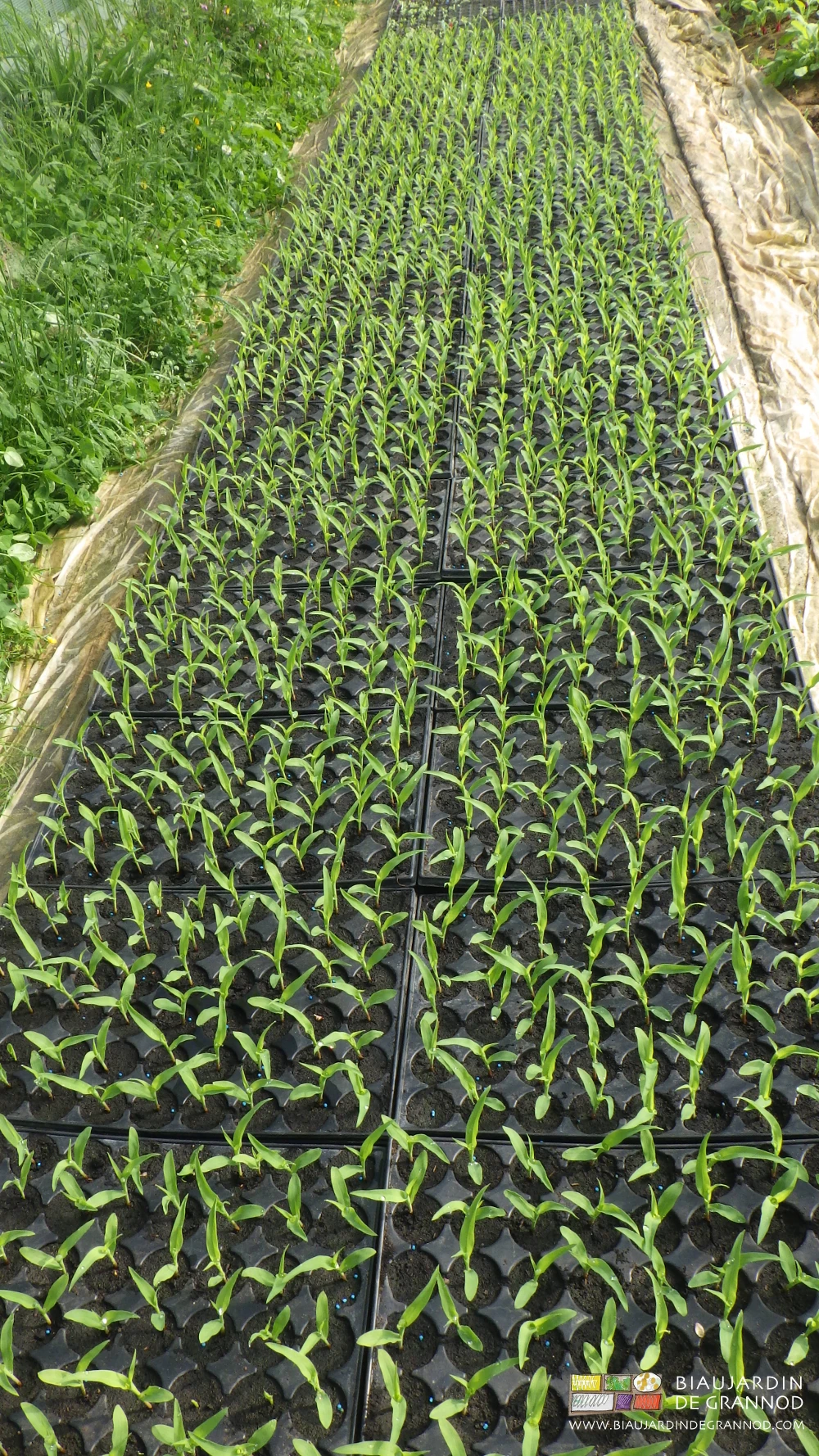 photo de plaques alvéolées de plants de maïs en cours de développement
