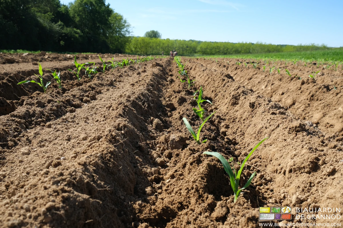 photo du léger buttage du rang possible en réglant la planteuse