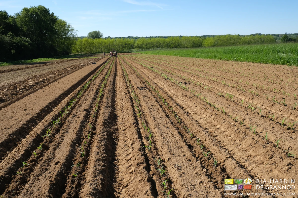 vue d'ensemble du carré de maïs en cours de repiquage