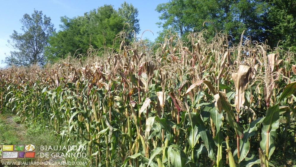 photo de culture du pop-corn dont le haut du plant commence à sécher
