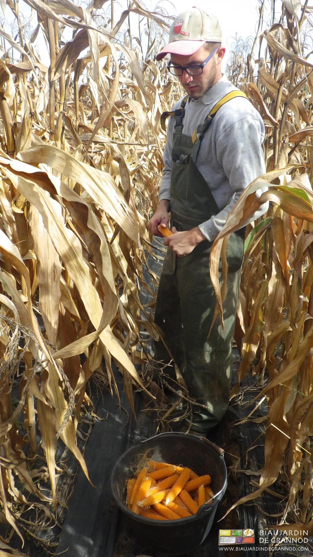photo de récolte manuelle du pop-corn cassé à la main et rangé en seau