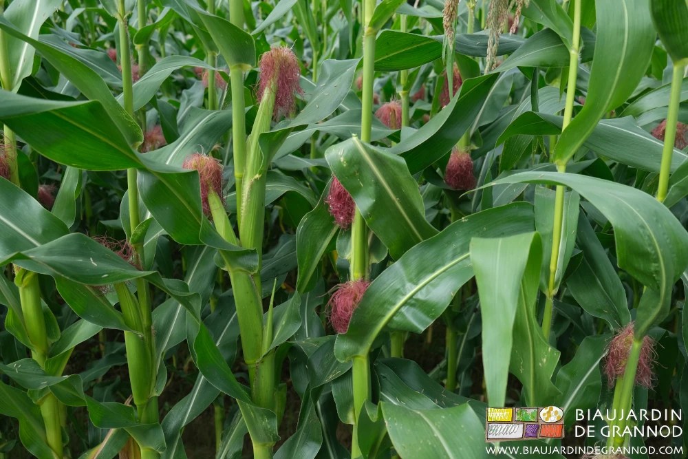 photo des magnifiques soies rouges des panouilles de notre maÏs pop-corn en végétation