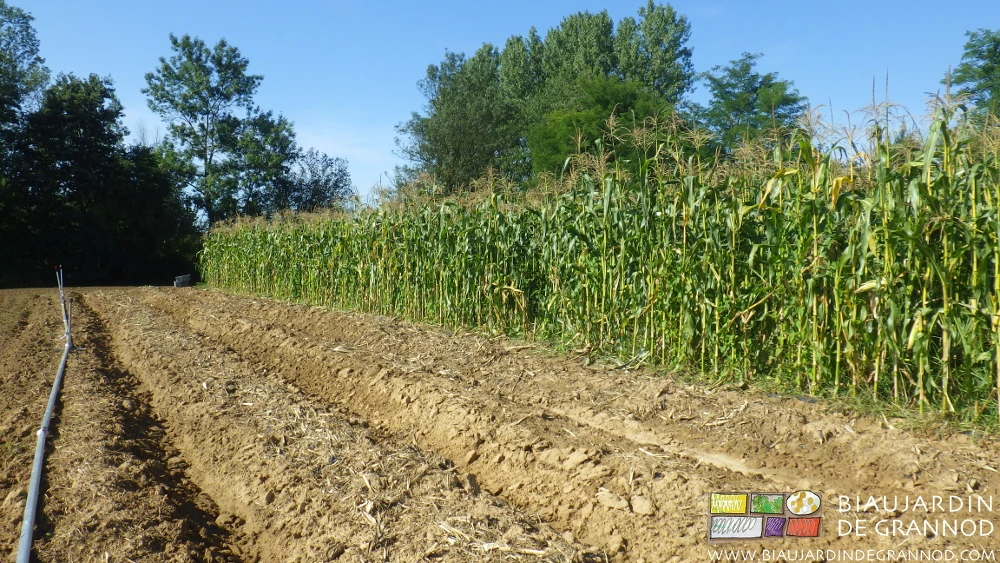 photo de planches de pop-corn cotoyant des planches de maïs sucré récoltées, reprises et buttées