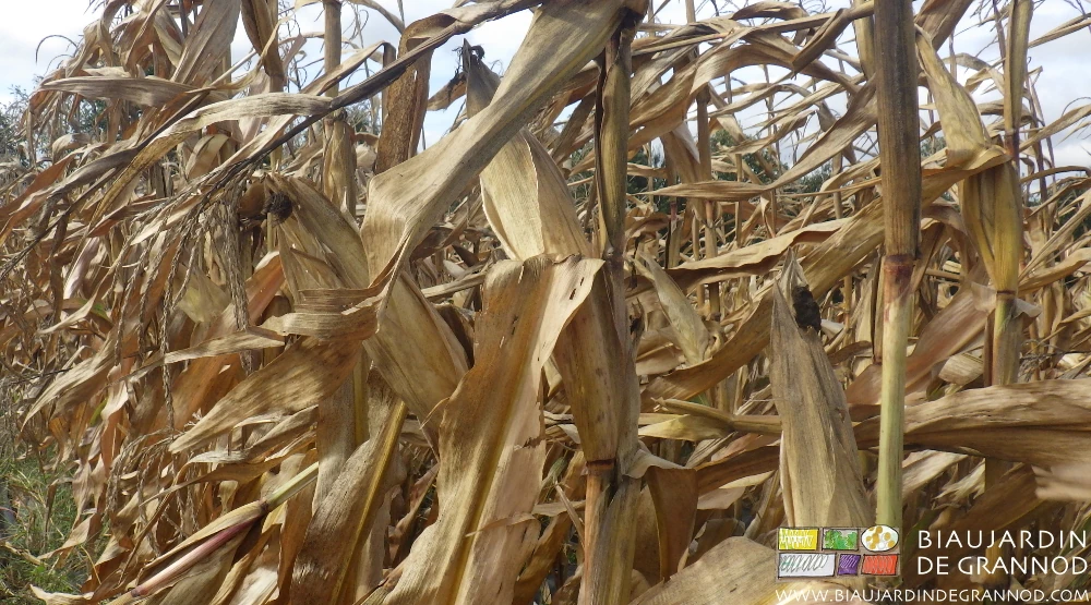 photo de notre culture de maïs pop-corn en fin de séchage