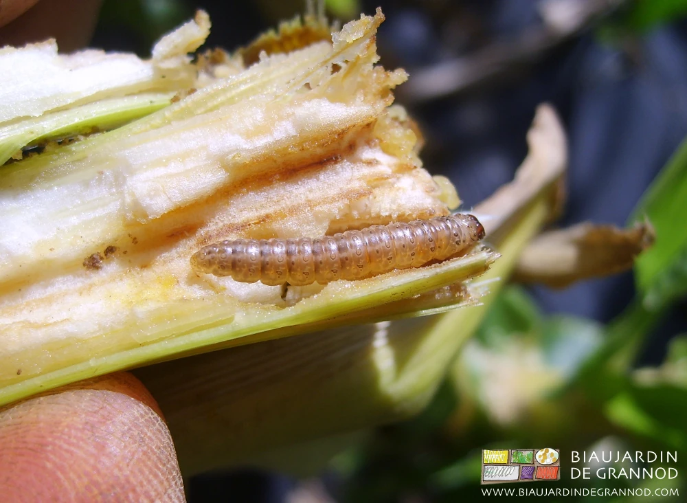 dans une tige de maïs, photo de chenille de pyrale, un papillon qui consomme le maïs