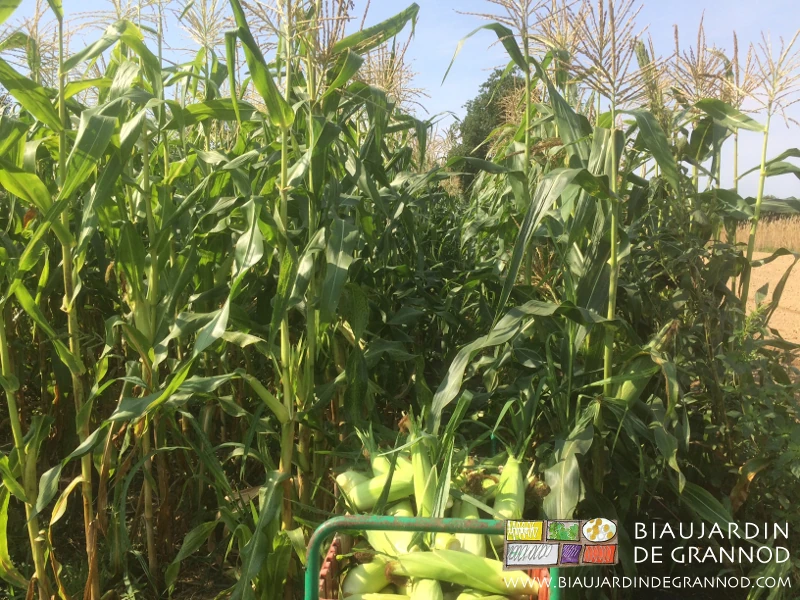 photo de récolte de maïs avec la brouette étroite