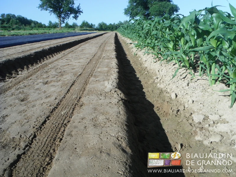 photo d'un semis de maïs en cours sur une planche permanente occultée