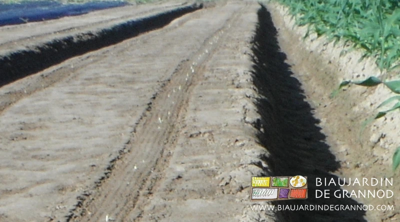 photo d'un semis de maïs en début de levée sur une planche permanente occultée