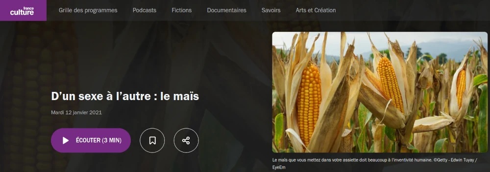 copie d'écran de l'épisode "d'un sexe à l'autre, le maïs" France Culture janvier 2021