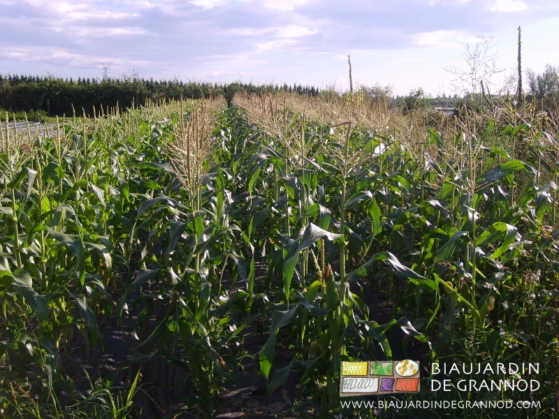 vue du carré de maïs avec ses plantations échelonnées