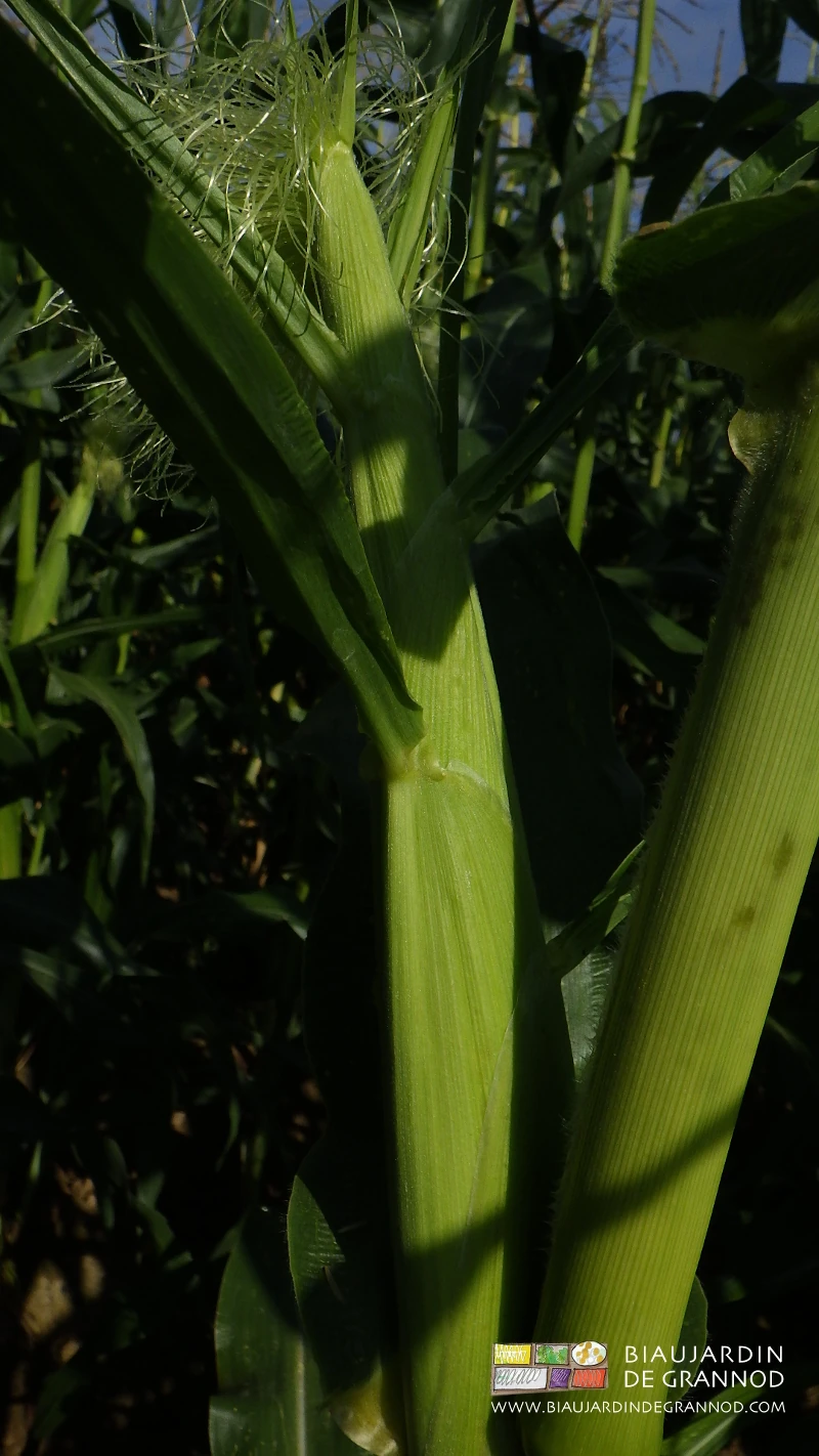 photo des soies de maïs, la fleur femelle qui donnera la récolte