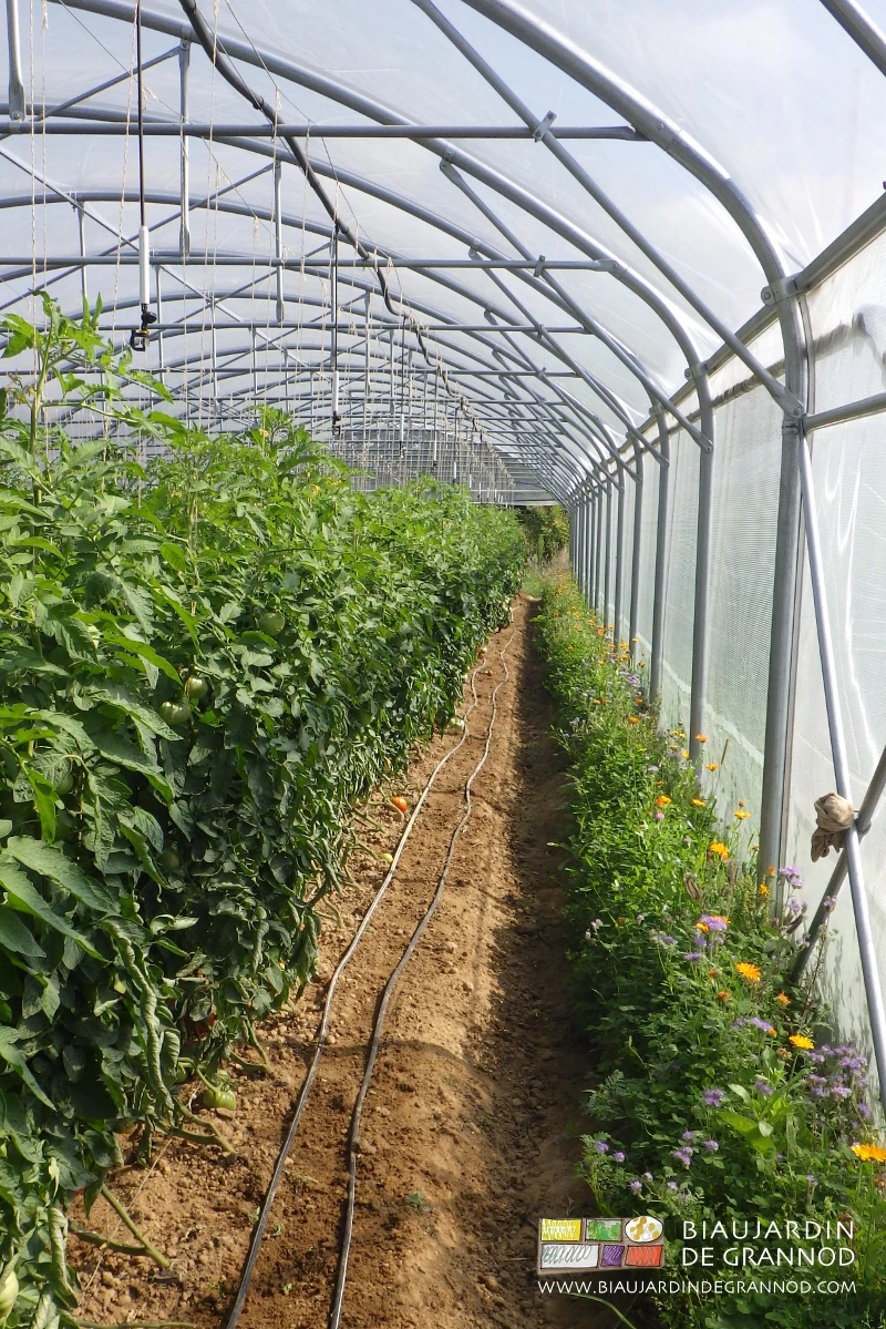 photo de bordure de tunnel de tomate fleurie avec souci, phacélie etc...