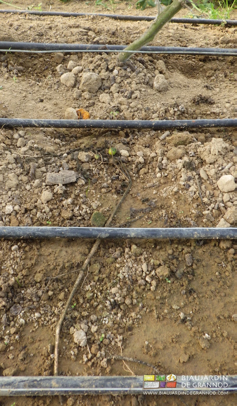 photo proche des goutte à goutte sur planche de tomate binée