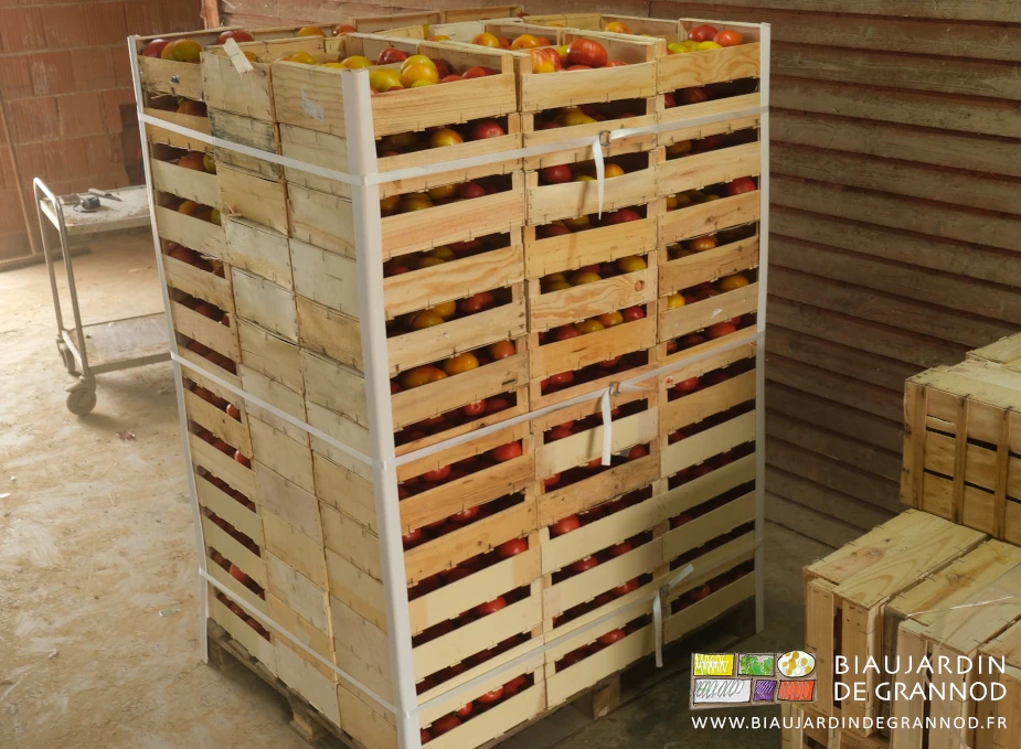 photo d'une palette de tomate rouge, jaune, etc... en caisse de 5 kg