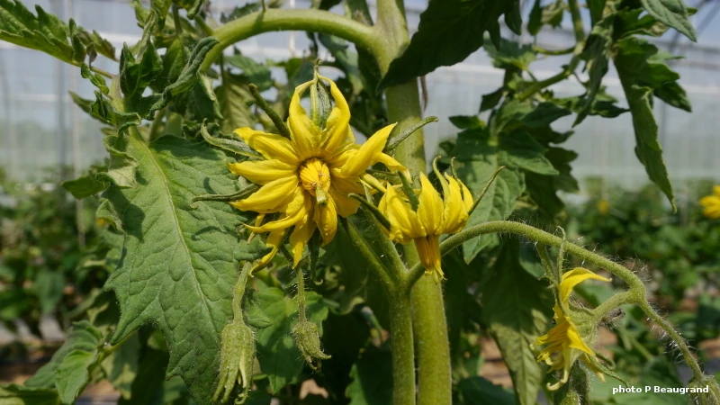 Photo d’un joli bouquet de fleur de tomate