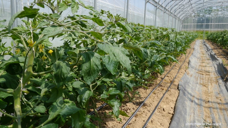 Photo de tomate sous tunnel en développement sur sol biné, allée avec toile tissée