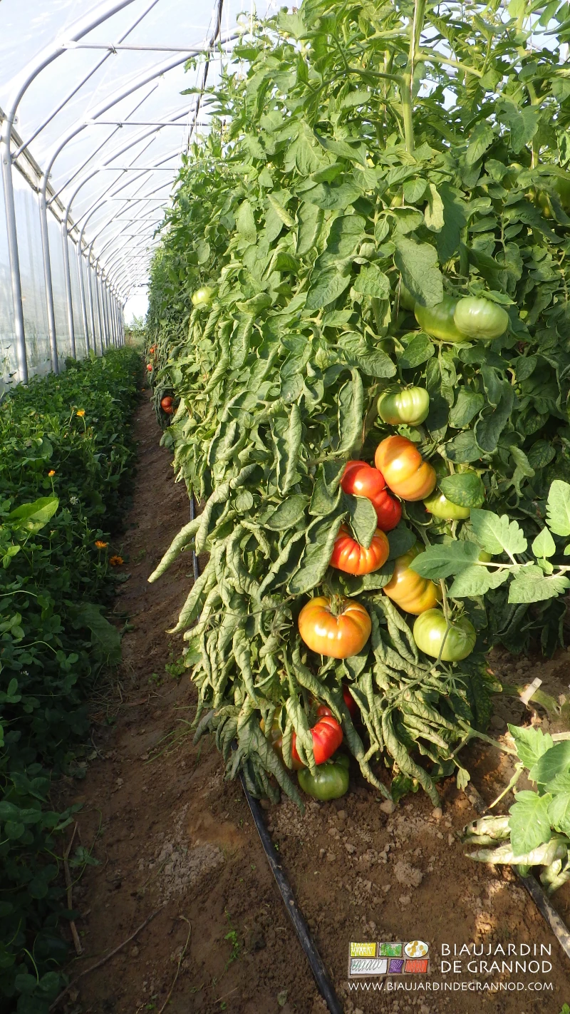 photo de rang de tomate en production haut de 2 mètre